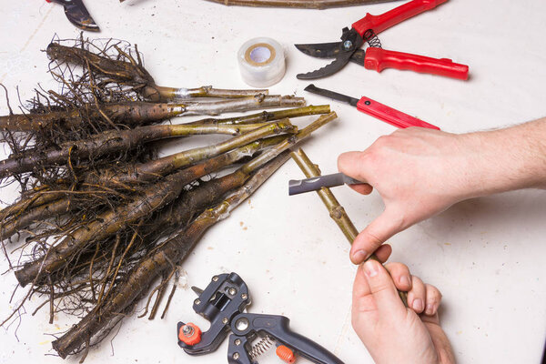 graft wood. Process ovulation of walnut cuttings with a pruner and knife in the spring