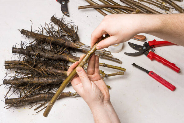 graft wood. Process ovulation of walnut cuttings with a pruner and knife in the spring
