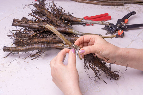 concept of plant grafting. Close-up seedlings of walnut are covered with varietal branches with a special secateurs