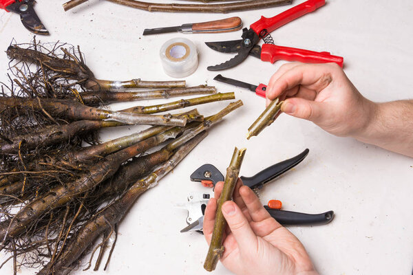 concept of plant grafting. Close-up seedlings of walnut are covered with varietal branches with a special secateurs