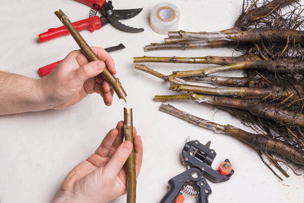 concept of plant grafting. Close-up seedlings of walnut are covered with varietal branches with a special secateurs