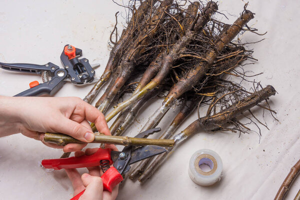 concept of inoculating plants close-up. The procedure of improved copulation of walnut seedlings with a varietal graft.