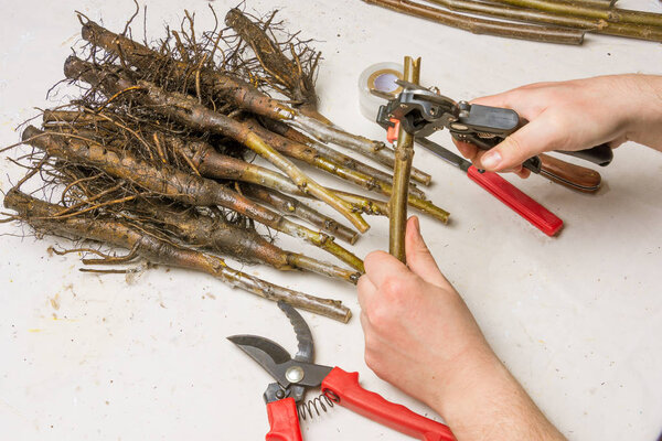 concept of inoculating plants close-up. The procedure of improved copulation of walnut seedlings with a varietal graft.