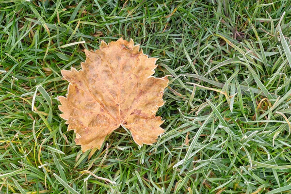 Gelo Erba Prato Foglie Alberi Primo Piano Autunno Concetto Del — Foto Stock