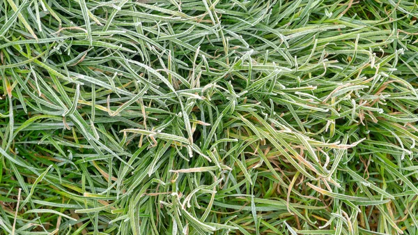 Gelée Sur Herbe Pelouse Les Feuilles Des Arbres Gros Plan — Photo