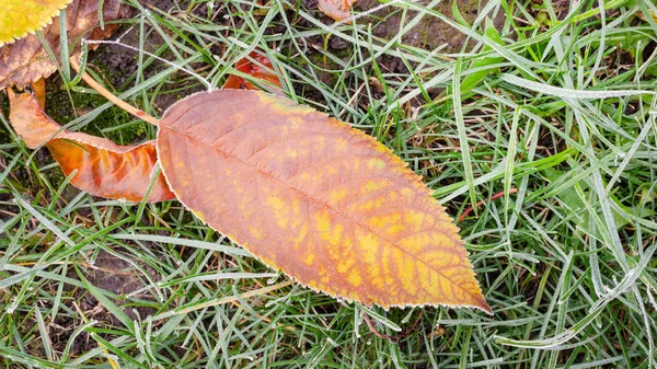 Çim Çimen Ağaç Yakın Çekim Yaprakları Sonbaharda Süsleyin Frost Kavramı — Stok fotoğraf