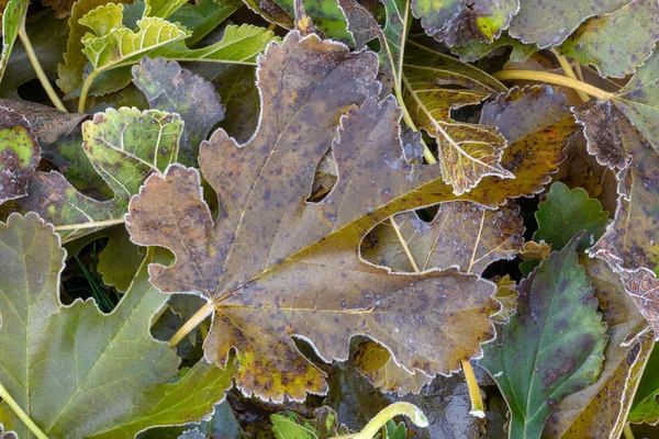 Frost Gräsmatta Gräs Och Blad Träd Närbild Hösten Begreppet Den — Stockfoto