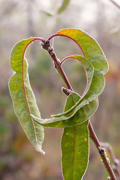 Frost Gräsmatta Gräs Och Blad Träd Närbild Hösten Begreppet Den — Stockfoto