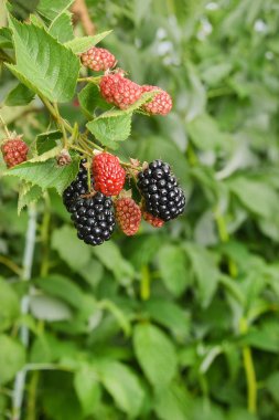 Bramble berry bush siyah Olgun çilek closeup ile. Şehir dışında Karpuzu hasat kavramı tonlama
