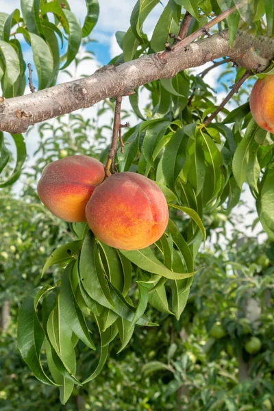 Peach fruits on a tree branch with leaves against a blue sky. Fruit Peach Garden Concept