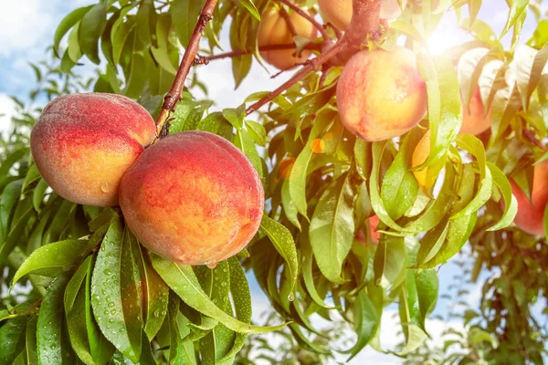 Персиковый Плод Крупным Планом Дерева Висит Ветке Летом Фоне Неба — стоковое фото