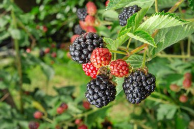 Bramble berry bush siyah Olgun çilek closeup ile. Şehir dışında Karpuzu hasat kavramı tonlama