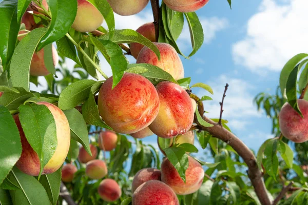 Персиковые Плоды Ветке Дерева Листьями Фоне Голубого Неба Фруктовый Персиковый — стоковое фото