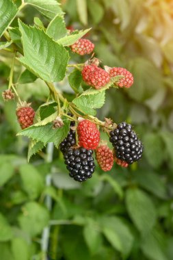 yaz bahçesi Bramble Şubesi çilek yakın çekim arka plan ile. Makro tonlama