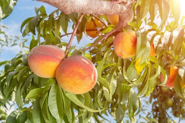 Peach Fruit Close Tree Hanging Branch Summer Sky — Stock Photo, Image