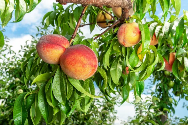 Персиковые Плоды Ветке Дерева Листьями Фоне Голубого Неба Фруктовый Персиковый — стоковое фото