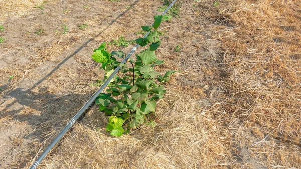 Jardin Noix Fermer Été Coucher Soleil Noisette Cultivant Concept Agronomique — Photo