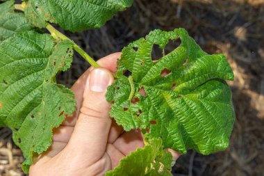 larva tırtıl yiyor Fındık ceviz yakın çekim makro bırakır. Waln