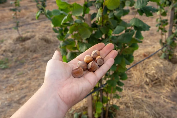 Primer plano de avellanas apiladas en la palma de la mano contra la espalda — Foto de Stock