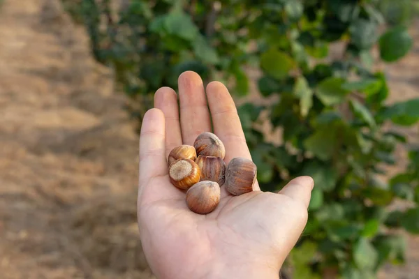 Closeup of hazelnuts piled in the palm of hand against the backg — Stock Photo, Image