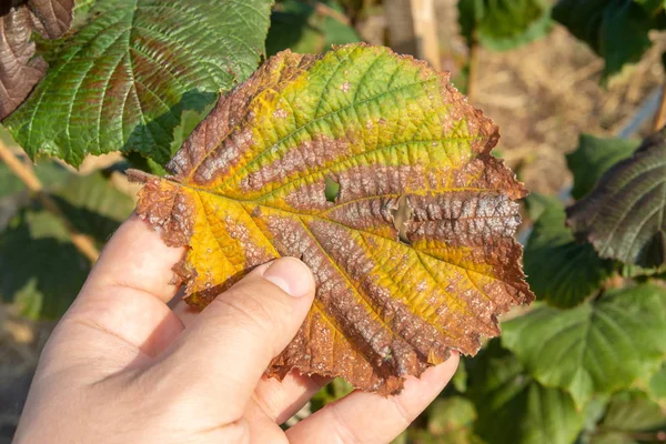 stock image Damaged hazelnut nut leaves rot closeup in human hand. Hazelnut 