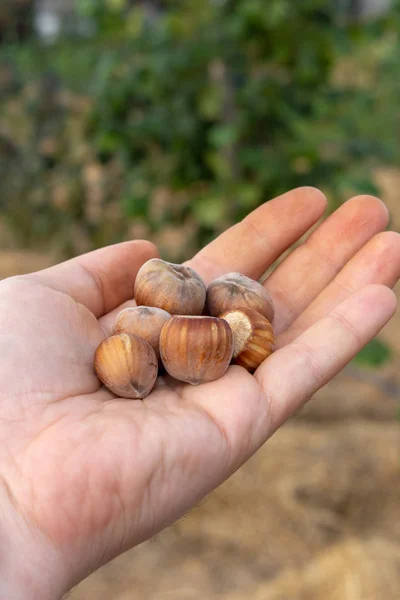 Hazelnuts лежат в руке человека близко к backgrou — стоковое фото