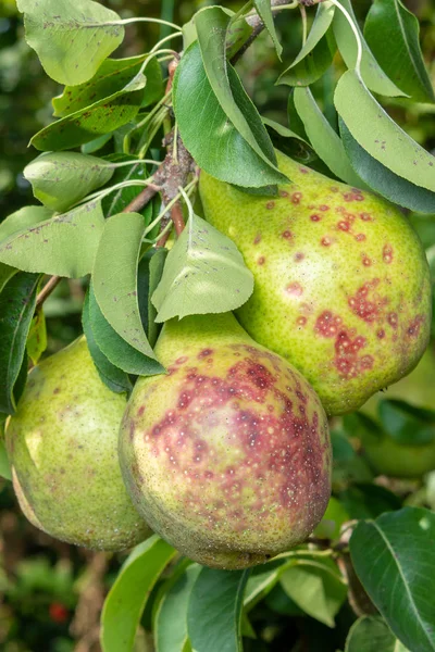 葉や果物に梨の木の病気が終了します。T の保護 — ストック写真