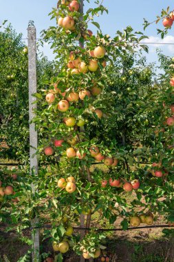 meyve ile elma ağacı güneşin ışınları yakın. Sonbahar h