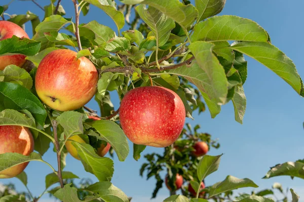 Ветвь спелых красных яблок крупным планом. Концепция успешного или — стоковое фото