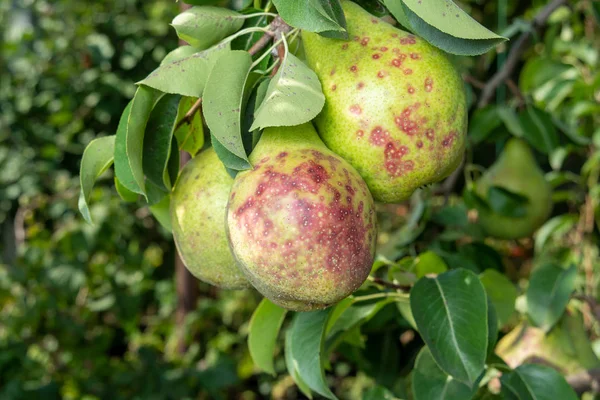 pear tree affected by fungal disease. Close-up of diseased yellow rotten  fruit