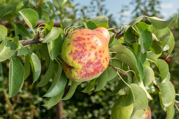 pear tree affected by fungal disease. Close-up of diseased yellow rotten  fruit