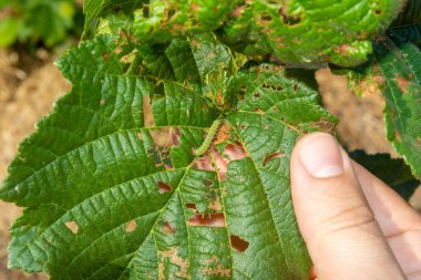 insan ha weevil larvaları yakın çekim tarafından fındık hasarlı yaprakları