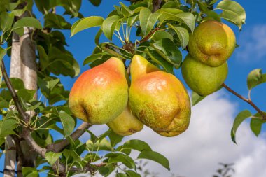 güneşli gökyüzünün arka planda olgun armut. Garde ağacı