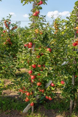 endüstriyel elma bahçesi. Elma ağacı bir trellis üzerinde bağlı