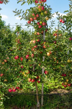meyve ile elma ağacı güneşin ışınları yakın. Sonbahar h