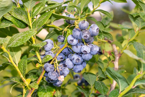 blueberry berry collected in a bunch of close-ups on a green bus