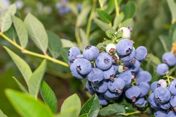 blueberry berry collected in a bunch of close-ups on a green bus