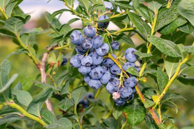 olgun yaban mersini yakın çekim güneşte bir elinde. Gro kavramı