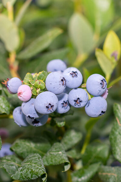 спелые черничные крупным планом в руке на солнце. Концепция gro
