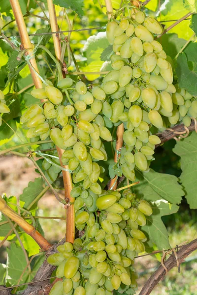 Trauben von weißer Traube am Weinstock und grüne Blätter aus nächster Nähe. ind — Stockfoto