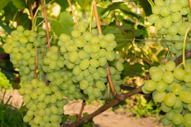 asma ve yeşil yaprakları yakın çekim beyaz üzüm demet. Sanayi