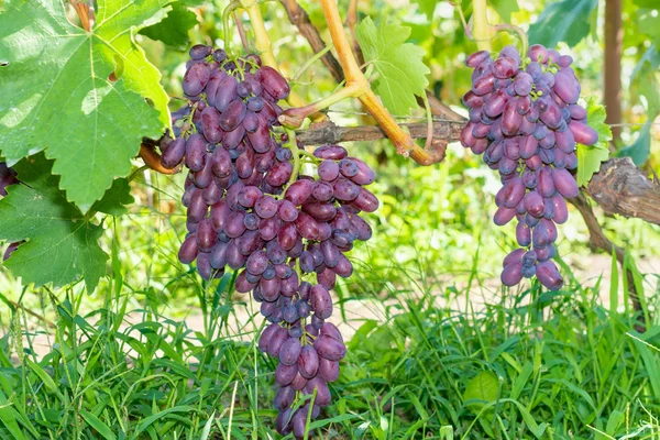 Blå mogna stora druvor närbild makro. Druva buske med klasar o — Stockfoto