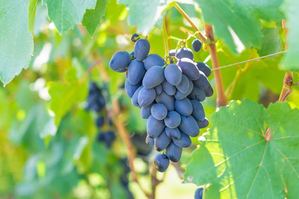 Blå mogna stora druvor närbild makro. Druva buske med klasar o — Stockfoto