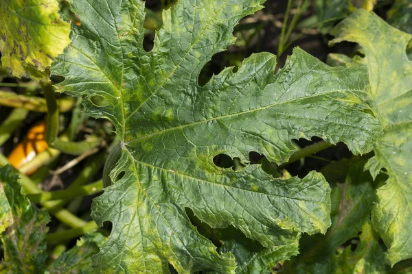Green leaf of pumpkin closeup with disease and rot. Macro, backg — Stock Image Green leaf of pumpkin closeup with disease and rot. Macro, backg Stock Photo