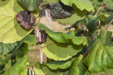 Çiçekler ve olgun fındıklar çalıların üzerinde yeşil ve 