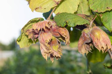 Çiçekler ve olgun fındıklar çalıların üzerinde yeşil ve 