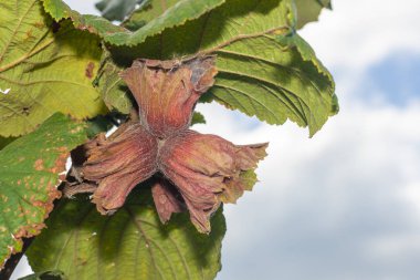 Çiçekler ve olgun fındıklar çalıların üzerinde yeşil ve 