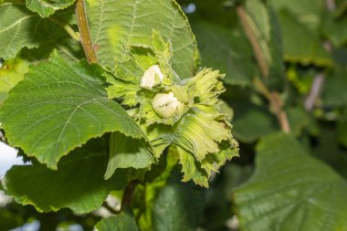 Çiçekler ve olgun fındıklar çalıların üzerinde yeşil ve 