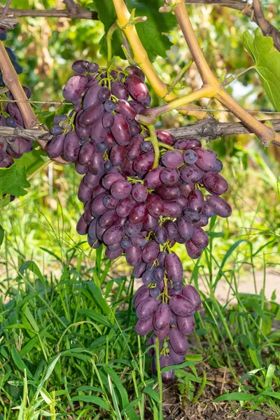 Arka planda bulanık kırmızı ve mavi üzümler var.. — Stok fotoğraf