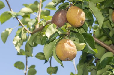 Hastalık ve çürüme ile yakın plan bir ağaçta armut meyvesi. Bahçe Yazısı